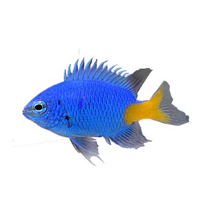 魔类 青魔 蓝魔 粉魔 斐济魔 青魔活体海水观赏鱼 海缸新手闯缸鱼