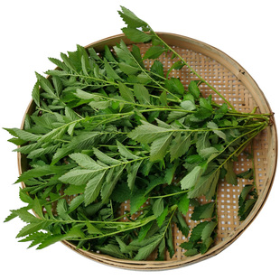 深山仙鹤草晒干中草药凉茶龙芽草脱力草狼牙草新鲜中药材无硫包邮