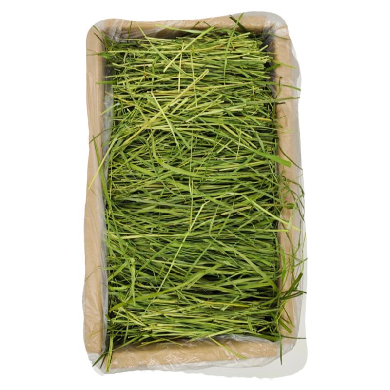 荷兰猪莜草源干草兔兔龙猫草段