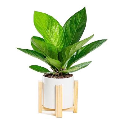 金叶子聚宝盆鸟巢花烛盆栽