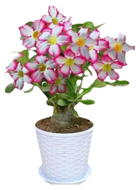 沙漠玫瑰盆栽牡丹花卉植物特大号