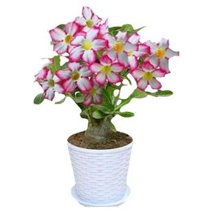 沙漠玫瑰盆栽牡丹花卉室内花植物四季好养嫁接老桩重瓣特大号花苗