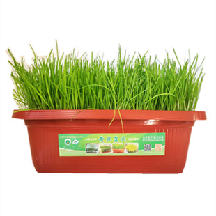 南宫特产黄韭盆景盆栽韭菜根苗庭院客厅室内礼品食品无公害四季种