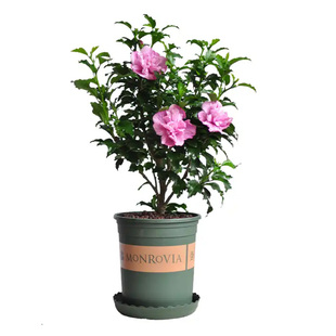 木槿花树苗重瓣红色粉色园林绿化植物庭院风景大树南北方四季花卉