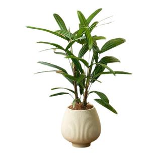 棕竹盆栽细叶金山棕竹水培绿植花卉盆栽观叶植物四季常青净化空气