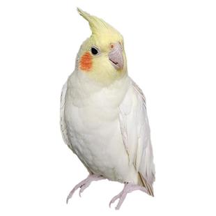 玄凤鹦鹉活鸟黄化珍珠原始灰手养亲人能学说话唱歌的半毛宠物雏鸟