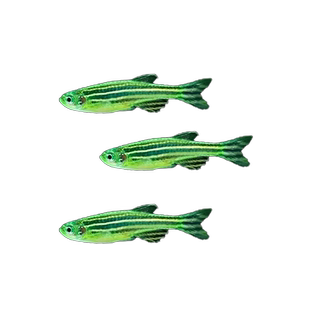 绿翡翠斑马鱼热带观赏鱼孔雀鱼灯科红绿灯小型活鱼淡水好养