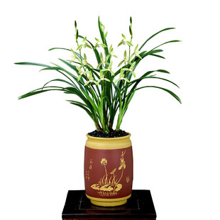 翁源兰花老种四季建兰素心仁化白大凤素绿翡翠带花香好养室内盆栽