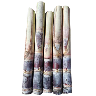 广西脱毒甘蔗种苗黑皮黄金可选带芽发货盆栽易活当年结果基地直发