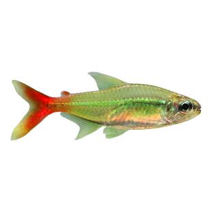 红尾科佩依鱼南美中高端灯科鱼活体热带淡水鱼草缸群游霓虹灯鱼苗