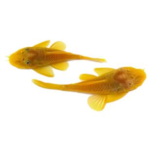 黄金胡子鱼除藻鱼草缸观赏鱼活体专清丝藻毛藻工具鱼小型清洁鱼
