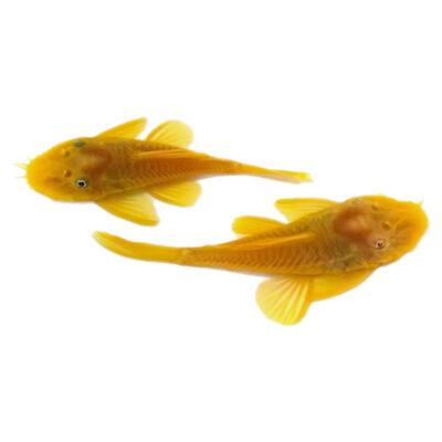 黄金胡子鱼除藻鱼草缸观赏鱼