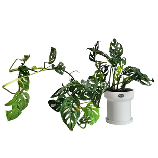 植物幻想/仙洞龟背竹多孔爬藤垂吊耐阴可水培室内除甲醛好养北欧