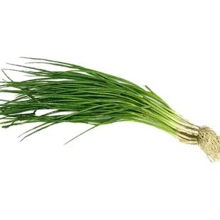 葱种四季小香葱种籽孑红分大葱种子籽头植苗盆栽蔬菜冬季农家阳台