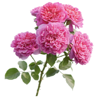 海蒂的花园大花浓香型月季
