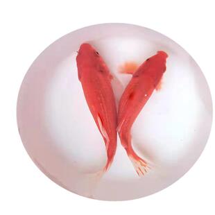 观赏鱼草金鱼小型淡水耐活冷水好养活鱼体家养闯缸饲料鱼红鲫鱼苗