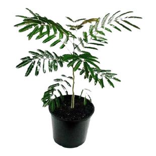 合欢树苗合欢苗绒花树苗芙蓉花树苗庭院花卉盆栽当年开花合欢苗