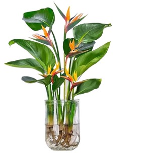 天堂鸟盆栽花卉植物室内无土水培植物桌面鹤望兰客厅绿植耐阴摆放