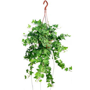 【永恒常青】常春藤盆栽植物室内长春藤垂吊植物新房装修好养绿植