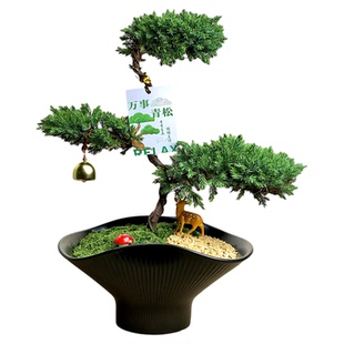 三层塔松盆栽造型松树盆景迎客松客厅植物办公室桌面小绿植青松树