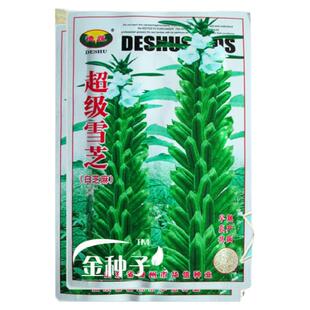 超级雪芝白芝麻种籽高油高产芝麻种子耐重茬 耐旱粗杆白芝麻 种孑