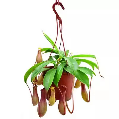 猪笼草盆栽垂吊植物室内捕蝇草