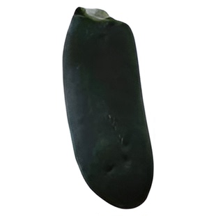 春秋播广东黑皮大冬瓜种子种籽苗 特大巨型菜东瓜蔬菜孑迷你四季