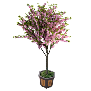 海棠树苗西府海棠垂丝海棠小苗庭院盆栽耐寒风景树高杆北美海棠苗