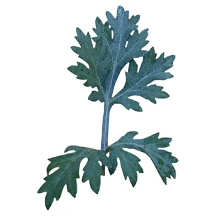 新鲜蒿子叶野生现摘白蒿子叶片新鲜清明草社饭青团粑粑野小叶艾草