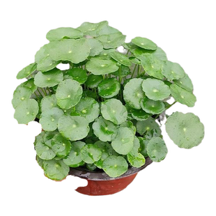 铜钱草盆栽带叶子金钱草水培白油画竹芋盆栽花卉室内雪莹婚礼吊兰