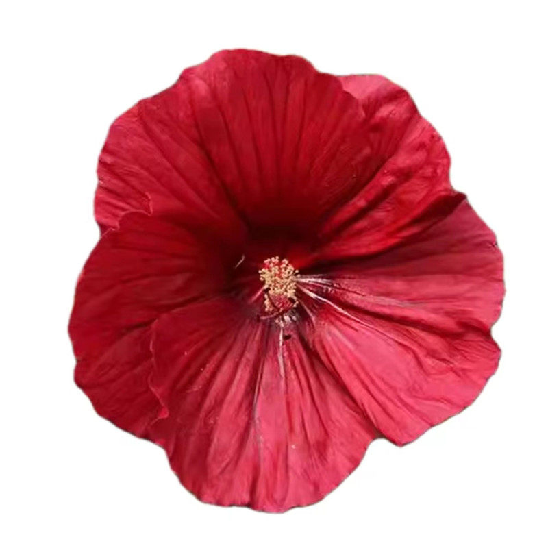 东篱园艺大花芙蓉葵扎染奇迹多年生宿根因光照，土壤，拍摄有色差