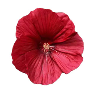 东篱园艺大花芙蓉葵扎染奇迹多年生宿根秋葵，天冷开始落叶发货