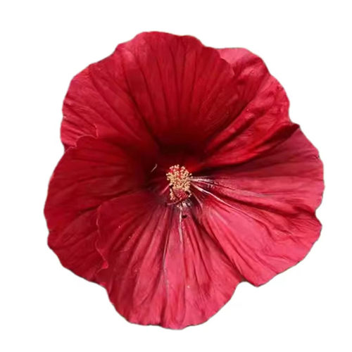 东篱园艺大花芙蓉葵扎染奇迹多年生宿根秋葵，天冷开始落叶发货