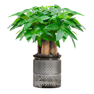 发财树小盆栽花卉绿植物办公室内吸甲醛绿萝文竹水培发财树好养
