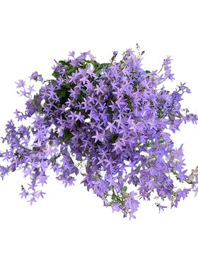 花彩垂吊风铃草盆栽苗多年生
