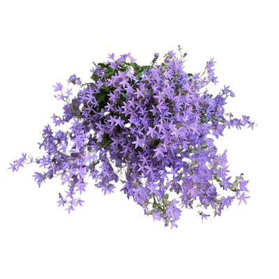 花彩垂吊风铃草盆栽苗多年生