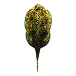 鳅贵州爬岩鳅不怕冷琵琶鱼小提琴鱼清道夫双吸盘鱼除藻活体冷水鱼