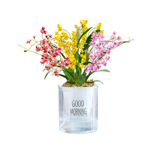 3色香水文心兰花苗梦香 现带超多花苞美水培室内好养花卉盆栽绿植