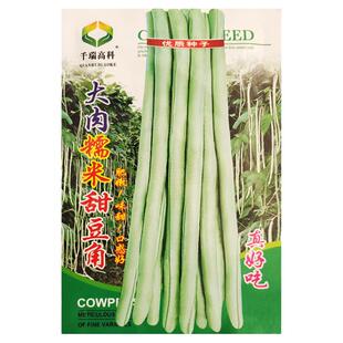 超好吃大肉糯米甜豆角种子白长豆角春夏秋播白玉长豇豆易种蔬菜孑