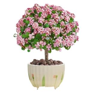 金枝玉叶小苗盆栽金玉满堂盆栽独颗多肉盆景小叶玉树老桩绿植花卉