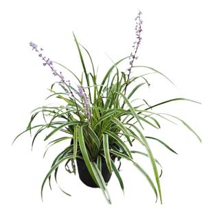 金边阔叶麦冬草银边细叶吉祥草金叶苔草花境观赏地被阳台庭院造景