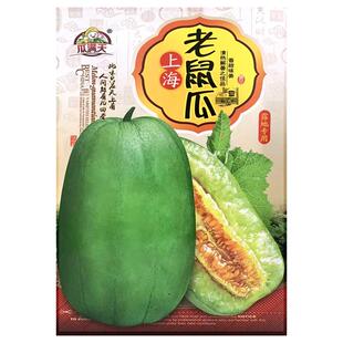 上海本地老鼠瓜雪梨甜瓜种子青皮香瓜种籽酥菜瓜水瓜松脆瓜果种孑