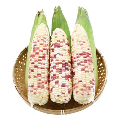 绿色紫苏种子紫苏叶种籽盆栽可食用种植四季籽种孑紫苏子苏子叶籽