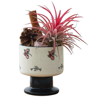 空气凤梨室内创意摆件办公室工位桌面好养绿植小盆栽肉桂花卉盆景