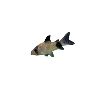 熊猫鼠鱼观赏鱼活体工具鱼鼠鱼清洁工鱼群游草缸热带鱼小型