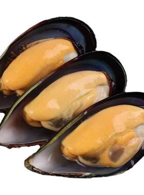野生青口贝鲜活海虹淡菜