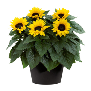 滇峰园艺向日葵种子盆栽庭院切花型阳台景观四季种植