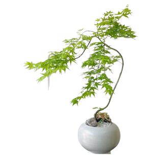 流泉枫盆栽造型室内客厅大型落地绿植约旦树苗观叶植物