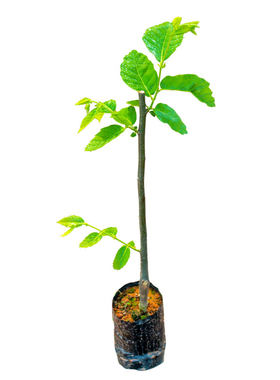 嫁接板栗树苗正宗锥栗盆栽种植