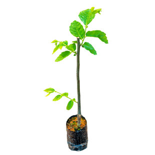 嫁接板栗树苗正宗大红袍板栗锥栗苗栗子树苗盆栽南北方种植带泥发